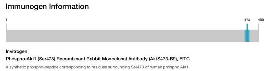 Phospho-Akt1 (Ser473) Recombinant Rabbit Monoclonal Antibody (AktS473-B9), FITC