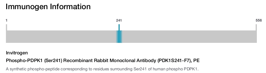 Phospho-PDPK1 (Ser241) Recombinant Rabbit Monoclonal Antibody (PDK1S241-F7), PE