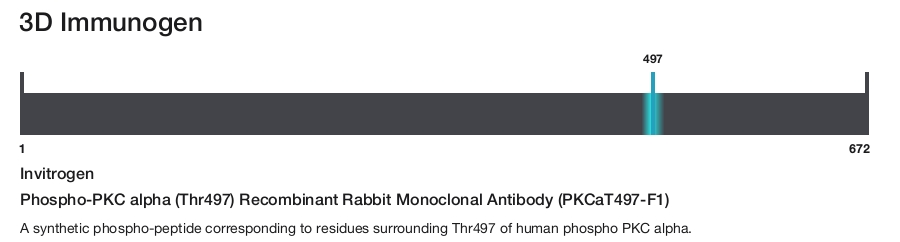 Phospho-PKC alpha (Thr497) Recombinant Rabbit Monoclonal Antibody (PKCaT497-F1)