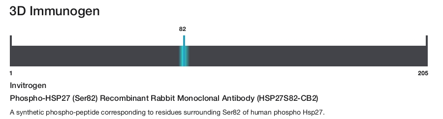 Phospho-HSP27 (Ser82) Recombinant Rabbit Monoclonal Antibody (HSP27S82-CB2)