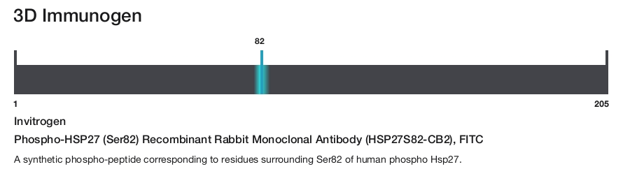 Phospho-HSP27 (Ser82) Recombinant Rabbit Monoclonal Antibody (HSP27S82-CB2), FITC