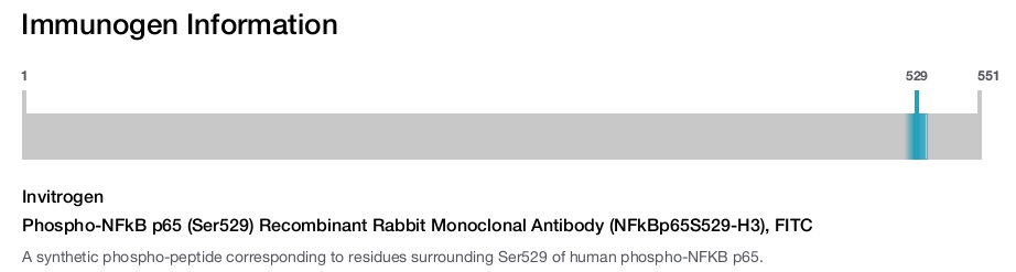 Phospho-NFkB p65 (Ser529) Recombinant Rabbit Monoclonal Antibody (NFkBp65S529-H3), FITC