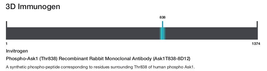 Phospho-Ask1 (Thr838) Recombinant Rabbit Monoclonal Antibody (Ask1T838-8D12)