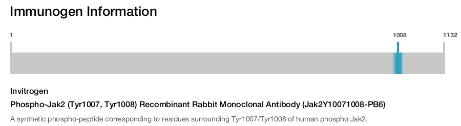 Phospho-Jak2 (Tyr1007, Tyr1008) Recombinant Rabbit Monoclonal Antibody (Jak2Y10071008-PB6)