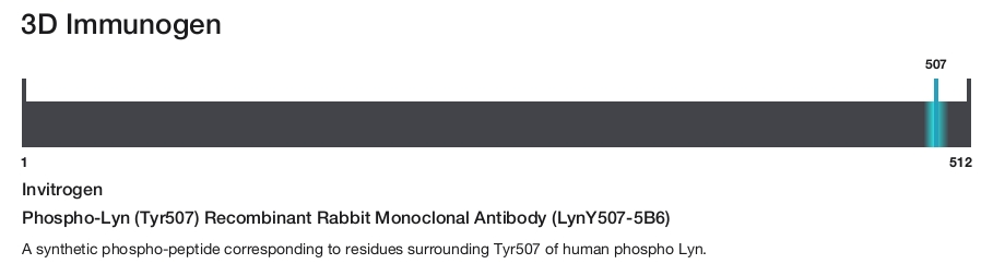Phospho-Lyn (Tyr507) Recombinant Rabbit Monoclonal Antibody (LynY507-5B6)
