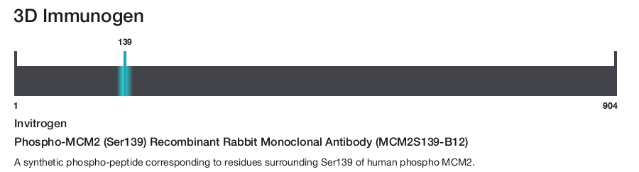 Phospho-MCM2 (Ser139) Recombinant Rabbit Monoclonal Antibody (MCM2S139-B12)