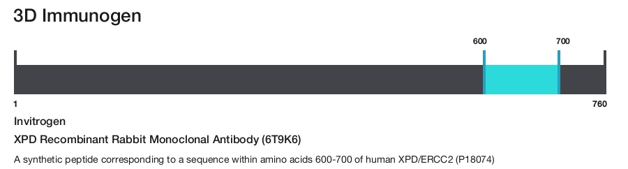XPD Recombinant Rabbit Monoclonal Antibody (6T9K6)