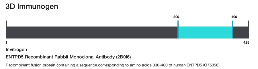 ENTPD5 Recombinant Rabbit Monoclonal Antibody (2B0I6)