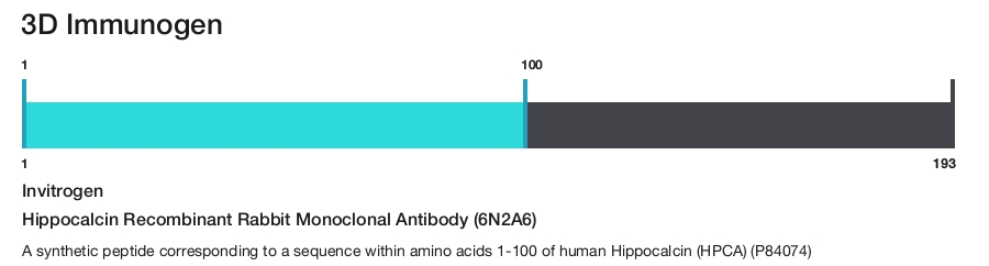 Hippocalcin Recombinant Rabbit Monoclonal Antibody (6N2A6)