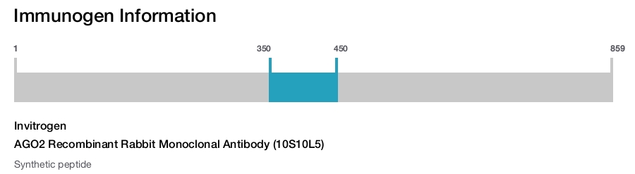 AGO2 Recombinant Rabbit Monoclonal Antibody (10S10L5)