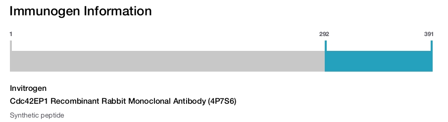 Cdc42EP1 Recombinant Rabbit Monoclonal Antibody (4P7S6)