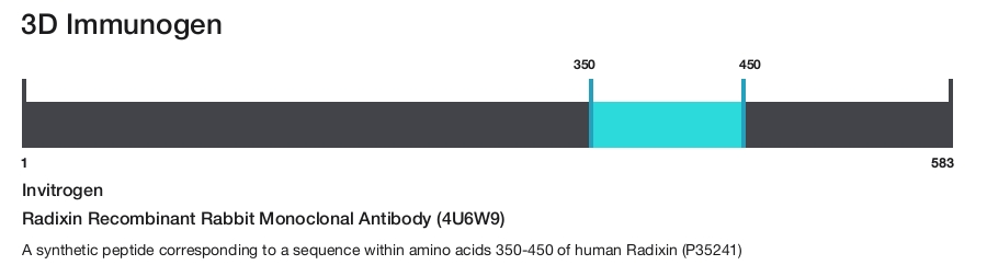 Radixin Recombinant Rabbit Monoclonal Antibody (4U6W9)