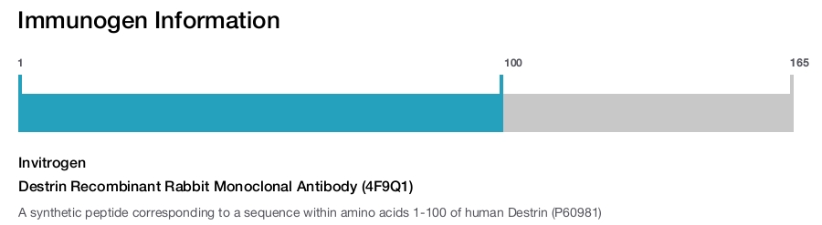 Destrin Recombinant Rabbit Monoclonal Antibody (4F9Q1)