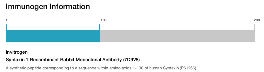 Syntaxin 1 Recombinant Rabbit Monoclonal Antibody (7D9V8)