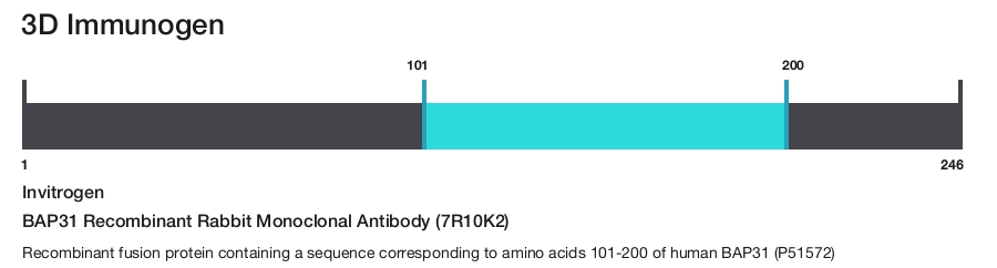 BAP31 Recombinant Rabbit Monoclonal Antibody (7R10K2)