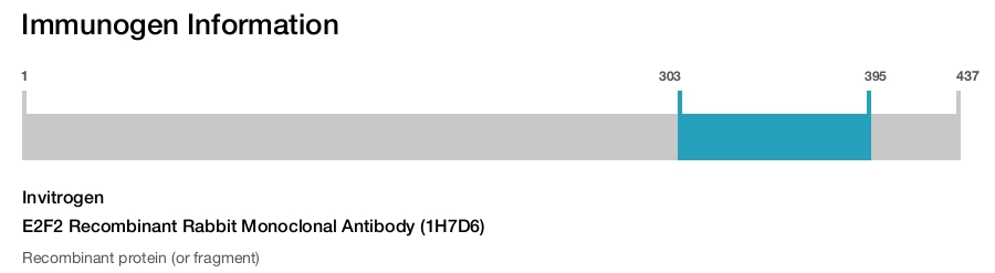 E2F2 Recombinant Rabbit Monoclonal Antibody (1H7D6)