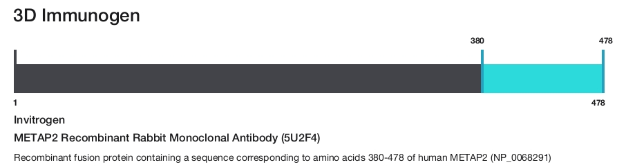 METAP2 Recombinant Rabbit Monoclonal Antibody (5U2F4)