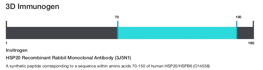HSP20 Recombinant Rabbit Monoclonal Antibody (3J5N1)