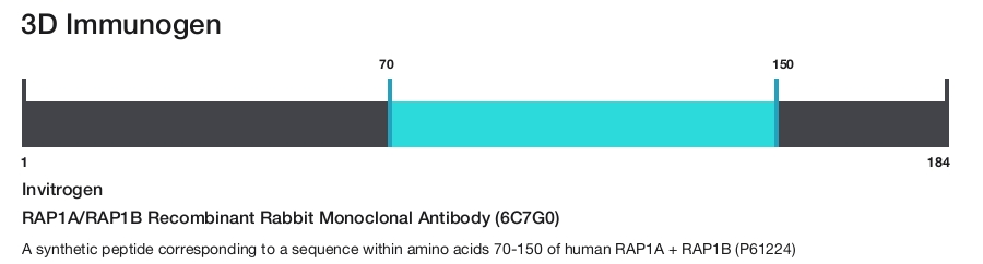 RAP1A/RAP1B Recombinant Rabbit Monoclonal Antibody (6C7G0)