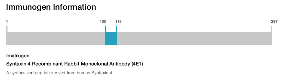 Syntaxin 4 Recombinant Rabbit Monoclonal Antibody (4E1)