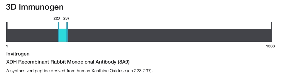 XDH Recombinant Rabbit Monoclonal Antibody (8A9)