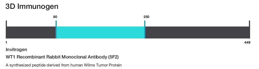 WT1 Recombinant Rabbit Monoclonal Antibody (5F2)