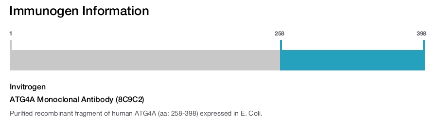 ATG4A Monoclonal Antibody (8C9C2)