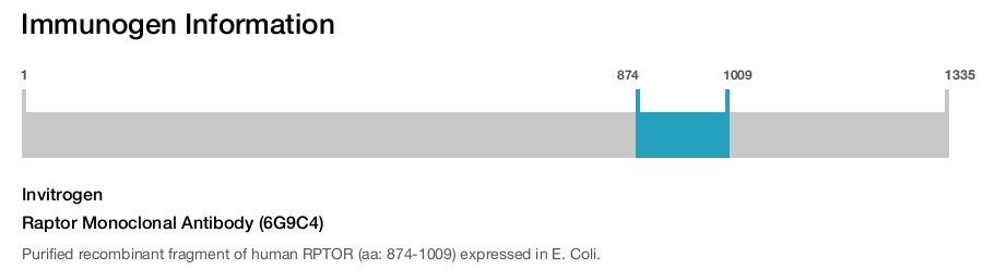 Raptor Monoclonal Antibody (6G9C4)