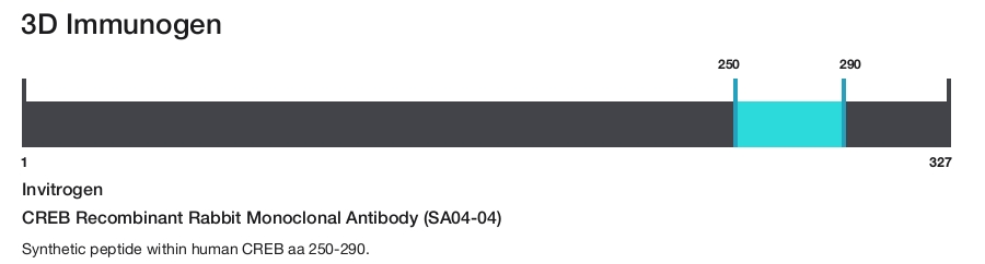 CREB Recombinant Rabbit Monoclonal Antibody (SA04-04)