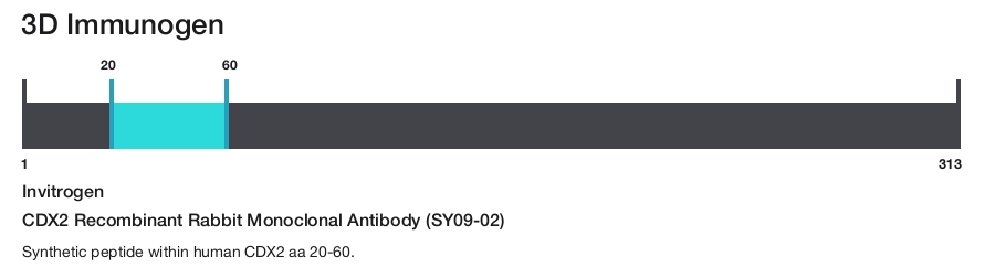 CDX2 Recombinant Rabbit Monoclonal Antibody (SY09-02)