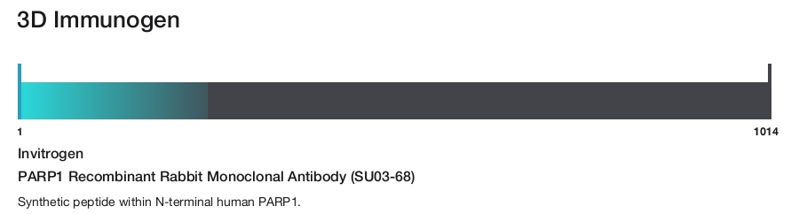 PARP1 Recombinant Rabbit Monoclonal Antibody (SU03-68)