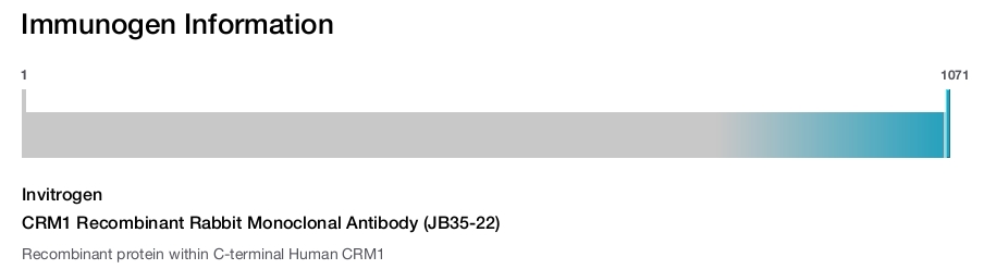 CRM1 Recombinant Rabbit Monoclonal Antibody (JB35-22)
