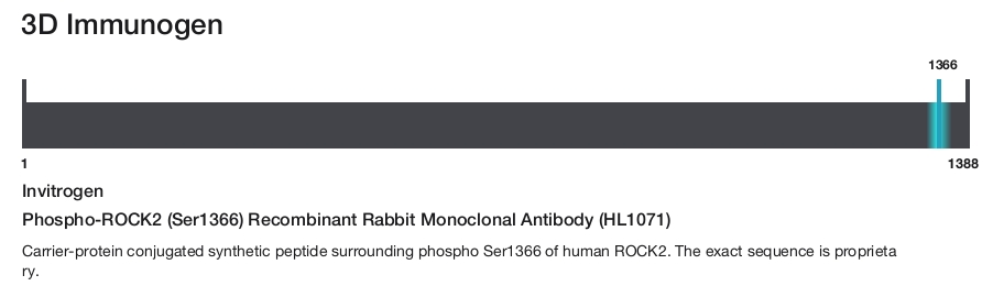 Phospho-ROCK2 (Ser1366) Recombinant Rabbit Monoclonal Antibody (HL1071)