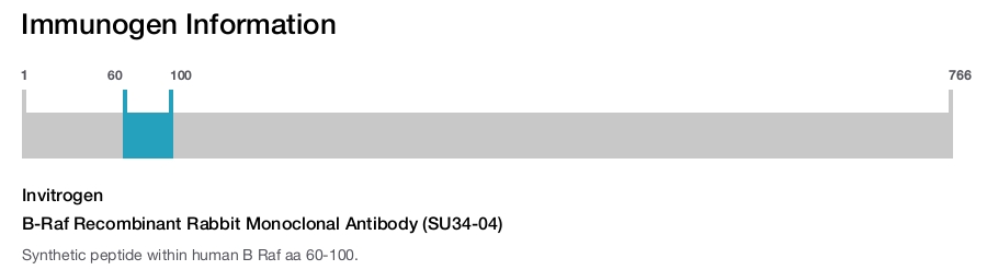 B-Raf Recombinant Rabbit Monoclonal Antibody (SU34-04)