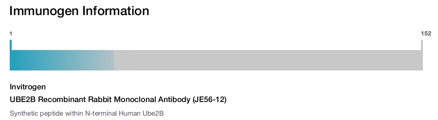 UBE2B Recombinant Rabbit Monoclonal Antibody (JE56-12)