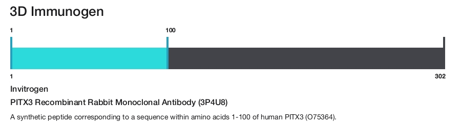 PITX3 Recombinant Rabbit Monoclonal Antibody (3P4U8)