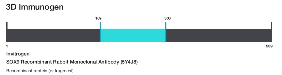 SOX9 Recombinant Rabbit Monoclonal Antibody (5Y4J8)