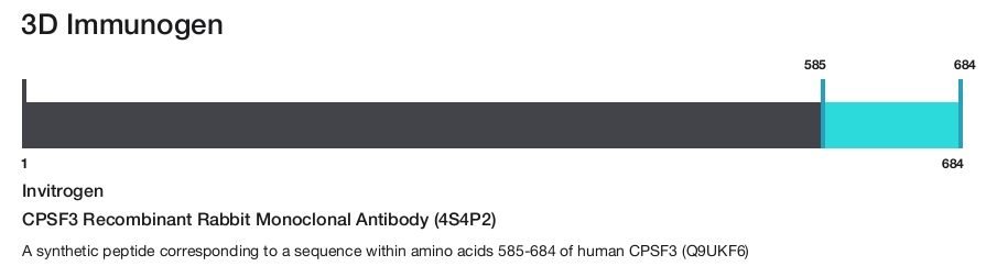 CPSF3 Recombinant Rabbit Monoclonal Antibody (4S4P2)