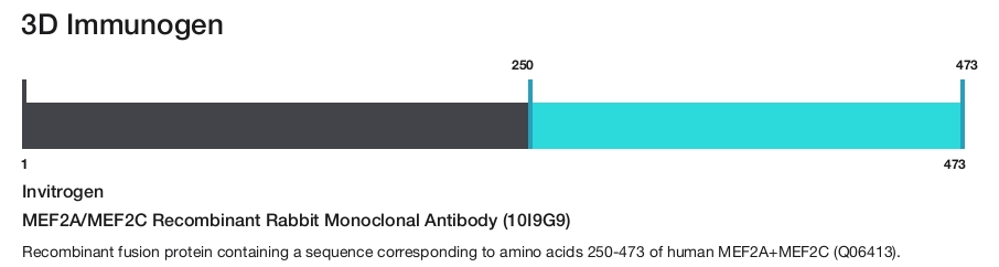 MEF2A/MEF2C Recombinant Rabbit Monoclonal Antibody (10I9G9)
