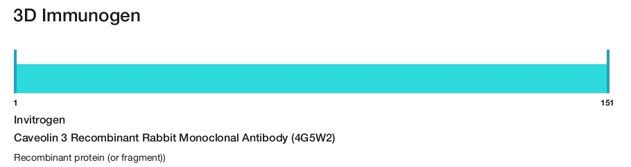 Caveolin 3 Recombinant Rabbit Monoclonal Antibody (4G5W2)
