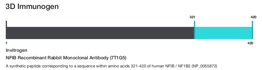 NFIB Recombinant Rabbit Monoclonal Antibody (7T1G5)
