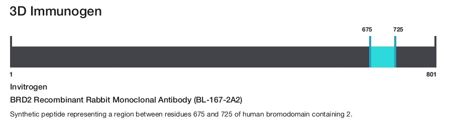 BRD2 Recombinant Rabbit Monoclonal Antibody (BL-167-2A2)