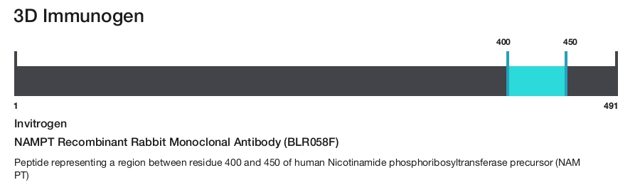 NAMPT Recombinant Rabbit Monoclonal Antibody (BLR058F)