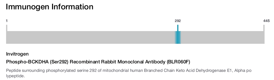 Phospho-BCKDHA (Ser292) Recombinant Rabbit Monoclonal Antibody (BLR060F)