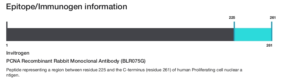 PCNA Recombinant Rabbit Monoclonal Antibody (BLR075G)