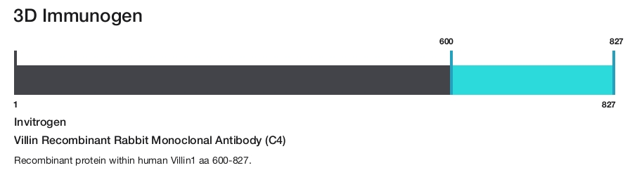 Villin Recombinant Rabbit Monoclonal Antibody (C4)