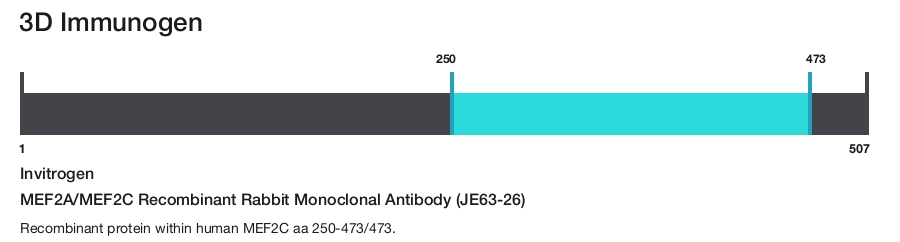 MEF2A/MEF2C Recombinant Rabbit Monoclonal Antibody (JE63-26)