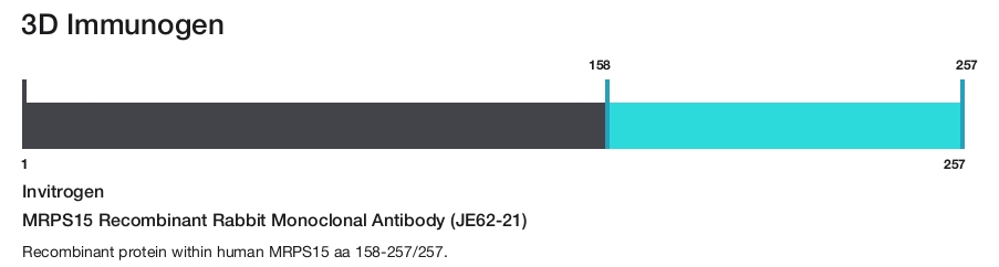 MRPS15 Recombinant Rabbit Monoclonal Antibody (JE62-21)