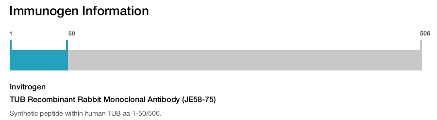 TUB Recombinant Rabbit Monoclonal Antibody (JE58-75)