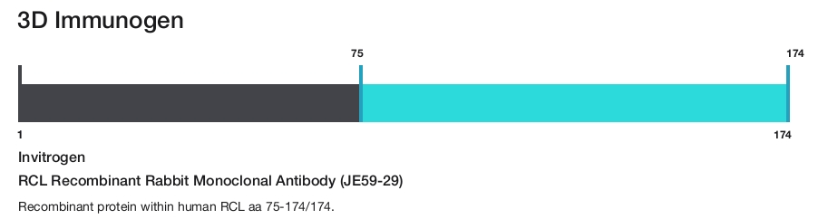 RCL Recombinant Rabbit Monoclonal Antibody (JE59-29)